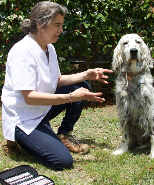 Kinesiología en veterinaria con perros