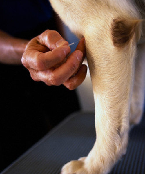 Acupuntura veterinaria en perros