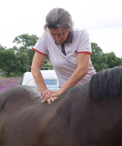 Quiropráctica en veterinaria en caballos