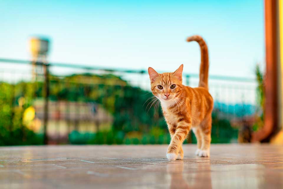 Beneficios de la homeopatía veterinaria para tu gato