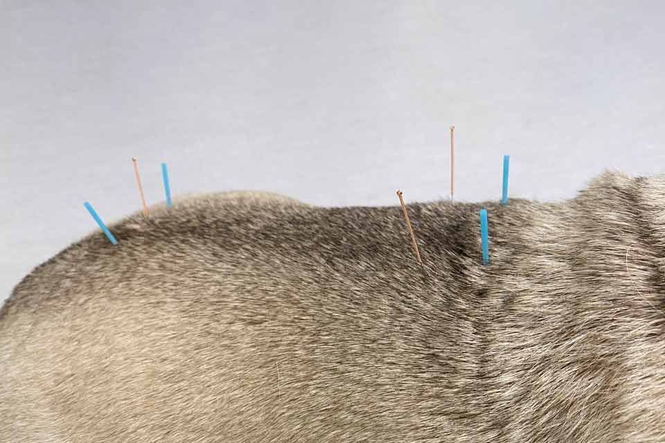 Los tratamientos más habituales con acupuntura veterinaria