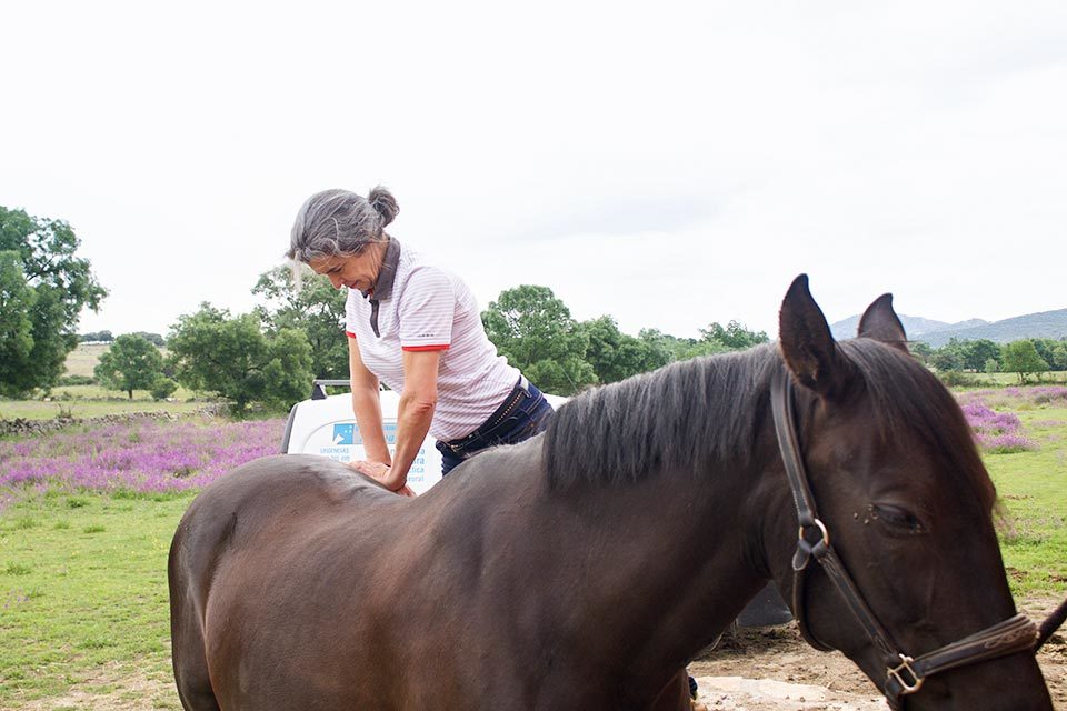 Sesión de quiropraxia veterinaria a un caballo