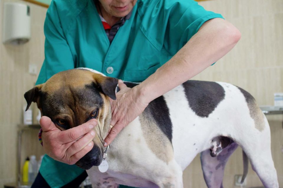 Veterinaria holística para calidad de vida de perros senior