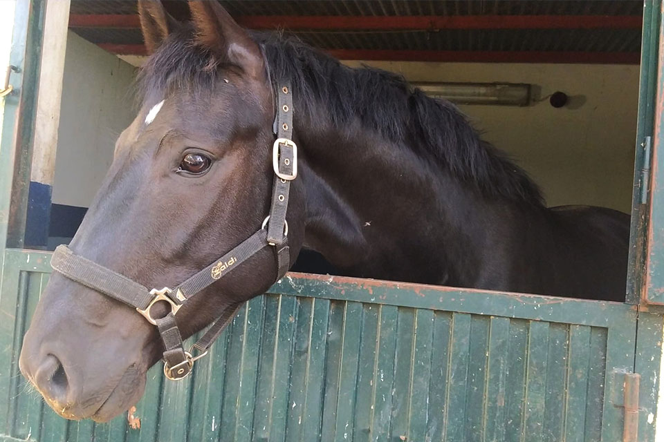 Por qué tratar a un caballo de competición con medicina veterinaria natural