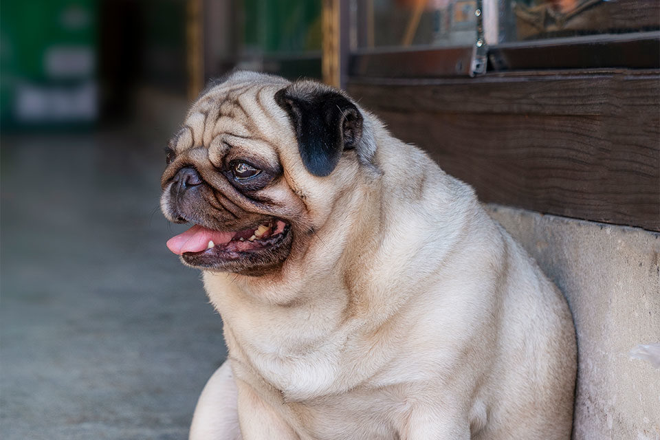 Prevenir la obesidad canina y sus enfermedades asociadas con veterinaria naturista