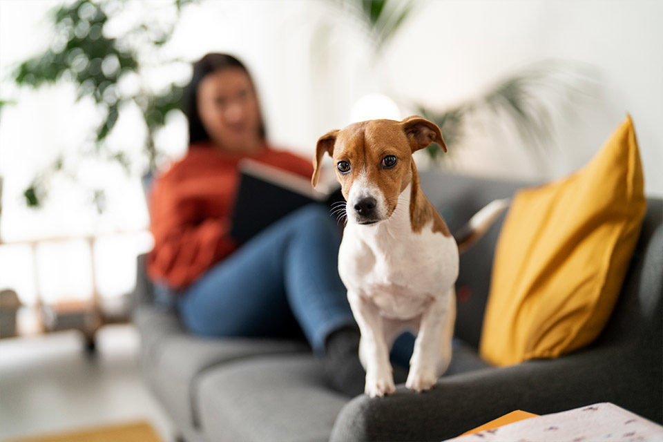 Cómo ayuda la veterinaria holística a la adaptación de tu mascota acogida a su nuevo hogar.