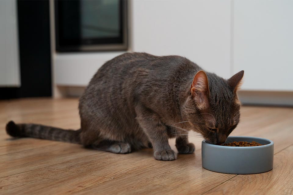Medicina veterinaria alternativa para gatos con problemas del tránsito digestivo